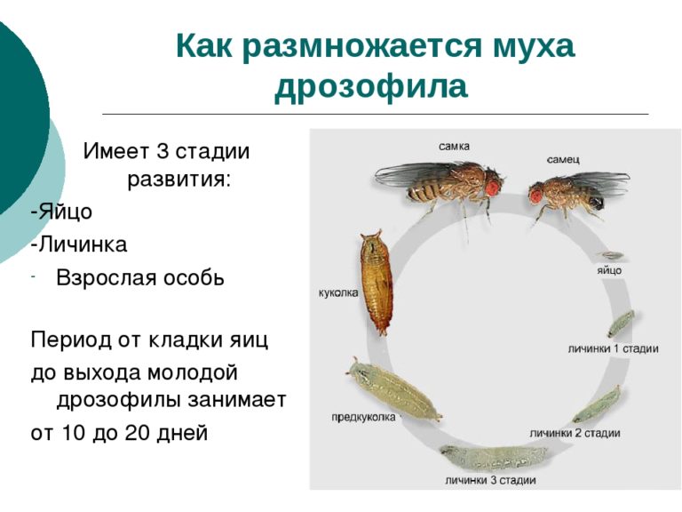 Муха дрозофила имеет 8 хромосом из них сколько материнских плат