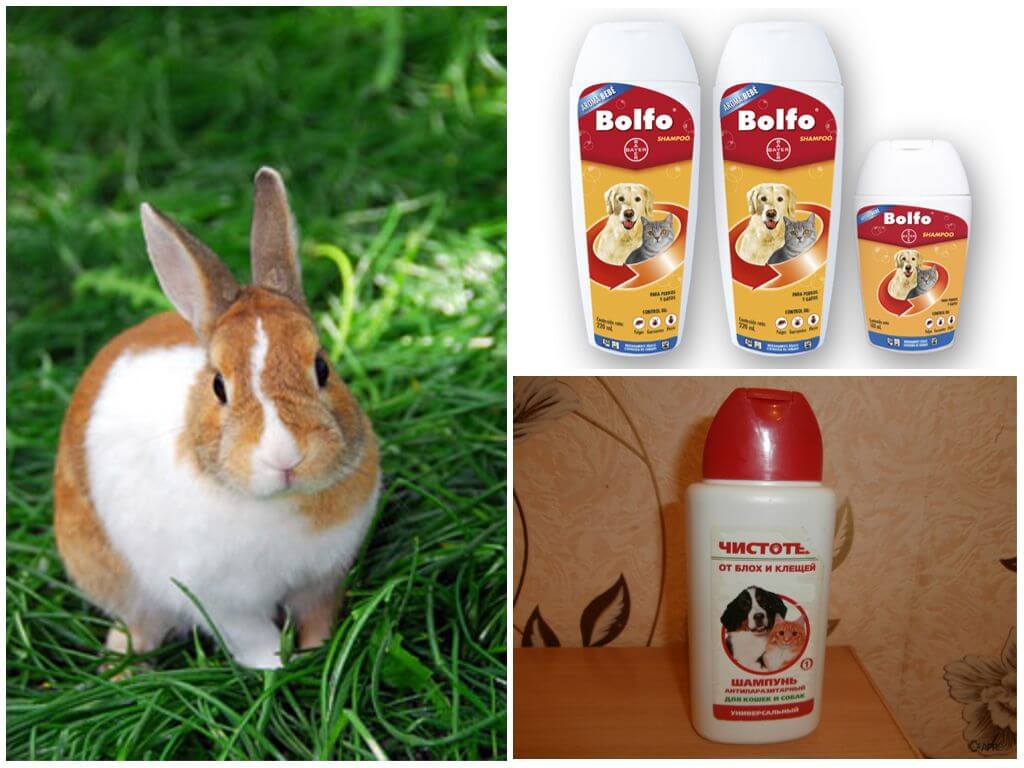 Блохи у кролика: декоративного и обычно, что делать и чем лечить?