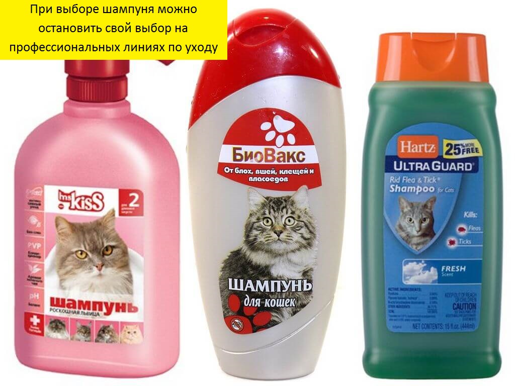 Каким шампунем помыть кошку от блох thumbnail