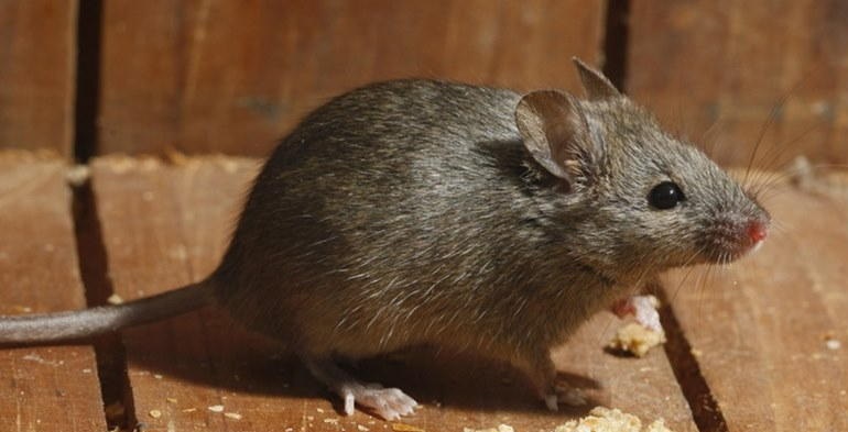 Какой запах отпугивает мышей в квартире и доме