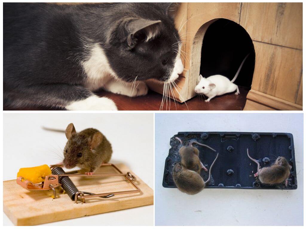 Мыши бегают по натяжному потолку: что делать, как избавиться?