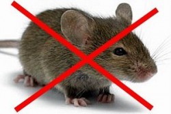 Какой утеплитель не едят мыши и крысы: живут ли в минеральной (базальтовой) вате?