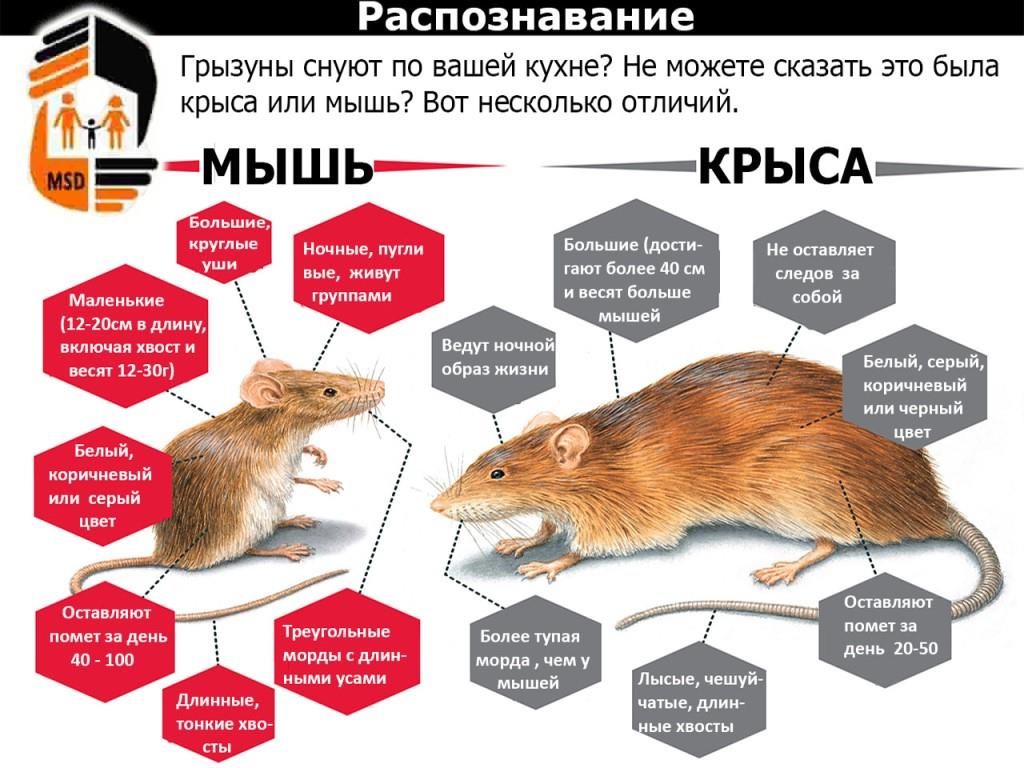 Мышь и крыса – чем они отличаются