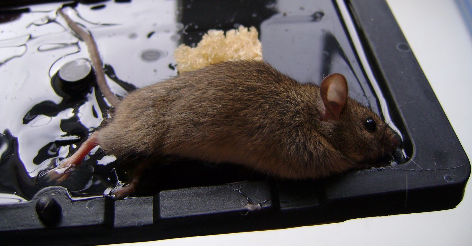Клей от мышей и крыс: помогают ли клеевые ловушки своими руками?