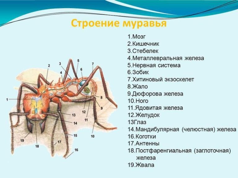 Строение муравья в картинках с подписями для детей