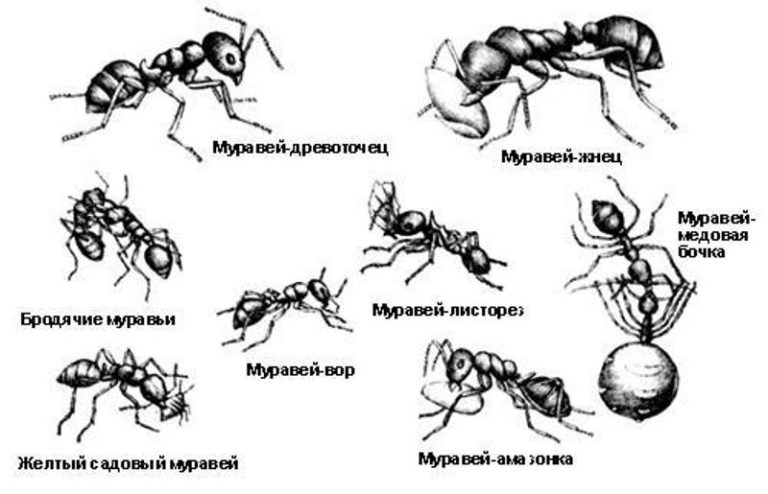 Строение муравья в картинках