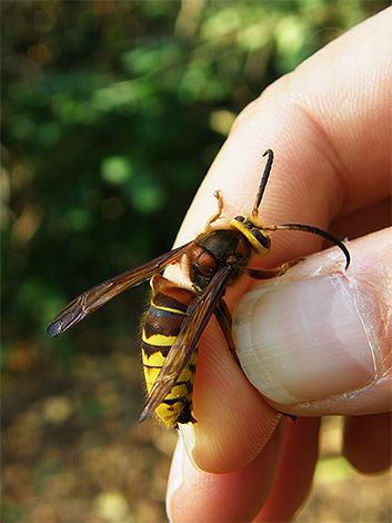 Укус осы польза или вред - как он влияет на человека?