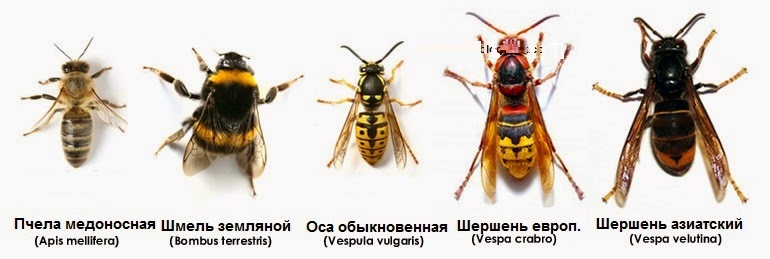 Чем отличается шершень от осы - 5 отличий и другие нюансы