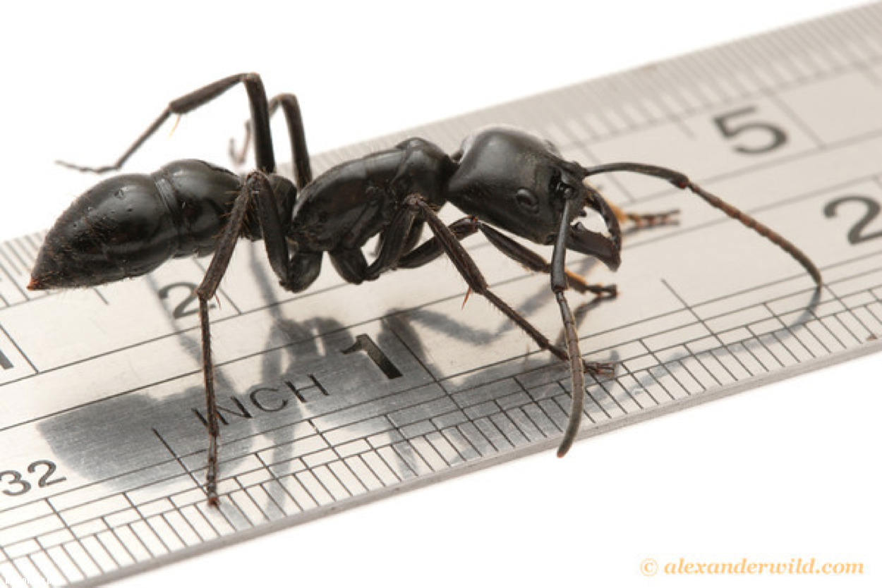 Динозавровый муравей. Муравей Dinoponera. Динопонера гигантская муравей. Динозавровый муравей (динопонера гигантская). Самый большой муравей гигантская динопонера.