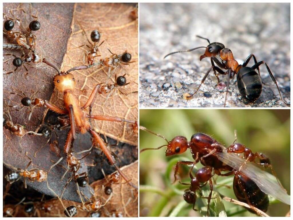 Рыжие муравьи вред и польза и вред
