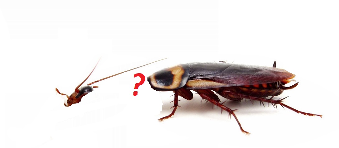 Таракан живет без воды. Уксус от тараканов в квартире. Тараканы живут без головы. Тараканы уксус.