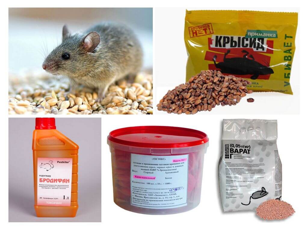 Типы отравы от мышей