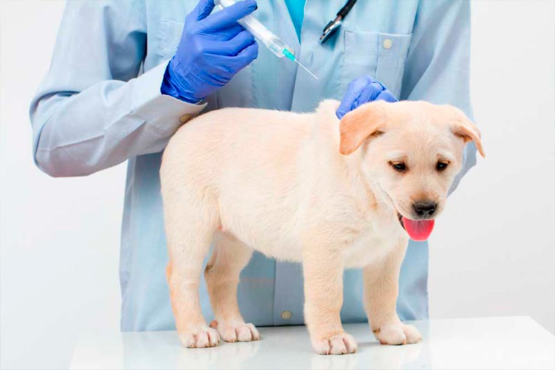 Когда можно делать прививку собаке от бешенства после укуса клеща