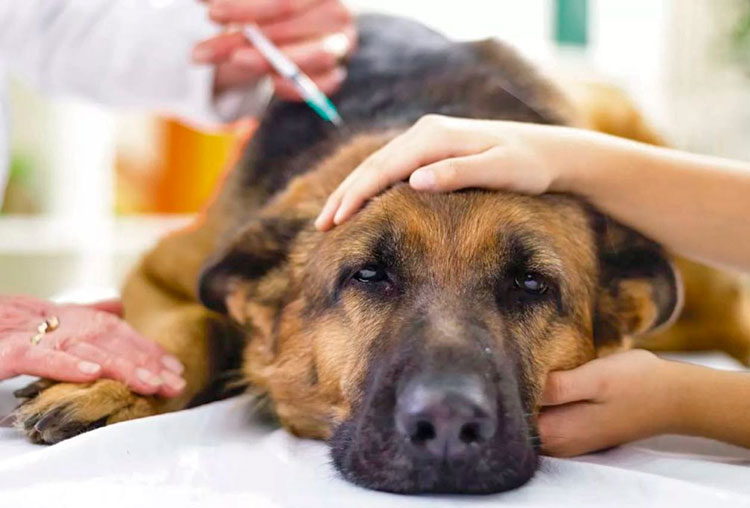 Когда можно делать прививку собаке от бешенства после укуса клеща