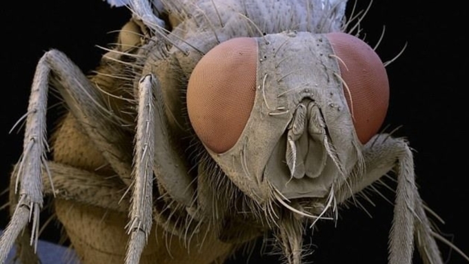Сколько живет мошка, чем питается, как выглядят их личинки?