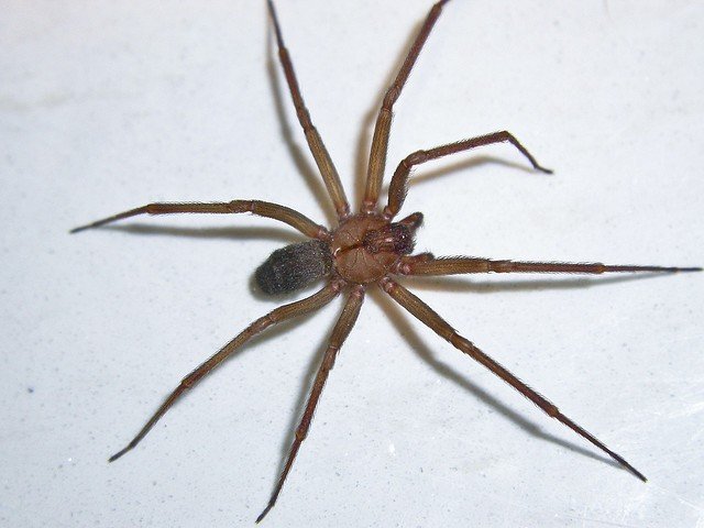 Сенокосец — паук, который пауком не является, фото косиножки