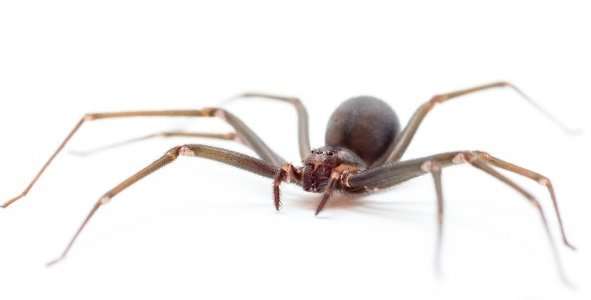 Сенокосец — паук, который пауком не является, фото косиножки