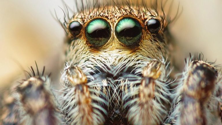 Сколько глаз у паука фото