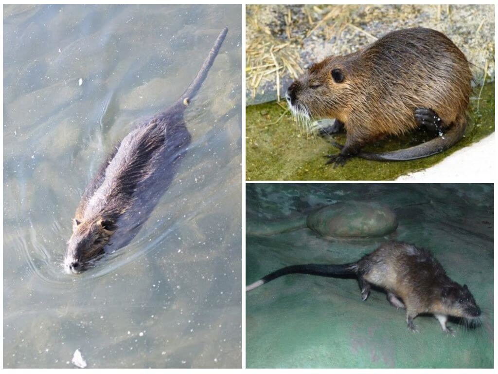 Как называется речная крыса, может ли она жить под водой и чем она опасна для человека?