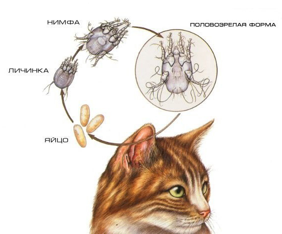 Можно ли заразиться ушным клещом от кошки?