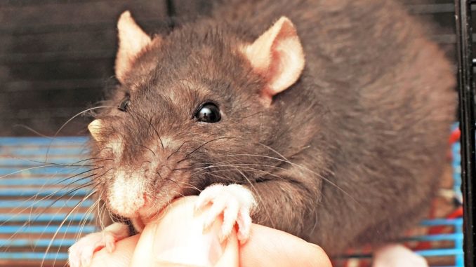 Что делать если укусила крыса за палец, насколько это опасно?