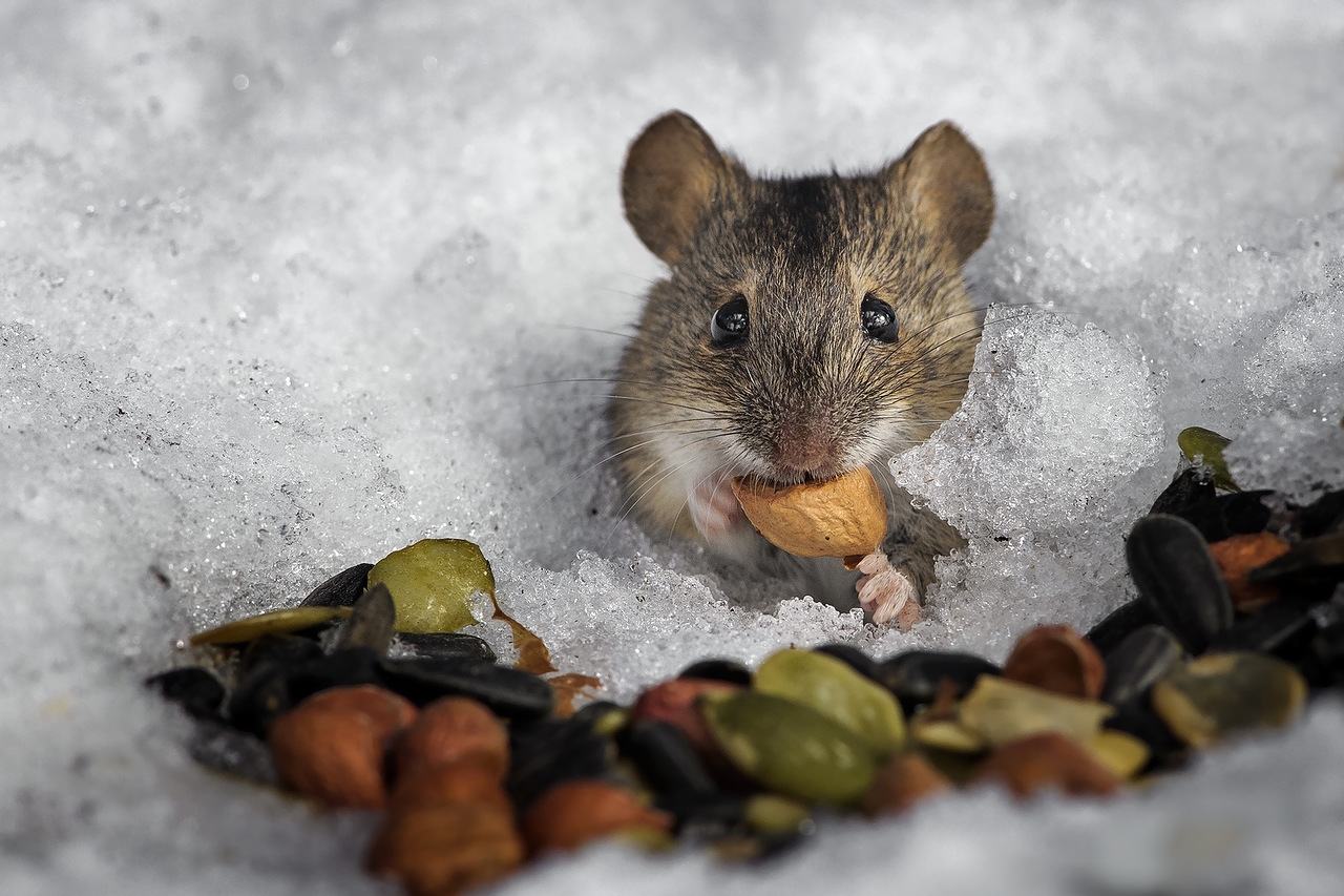 Как зимуют мыши полевки