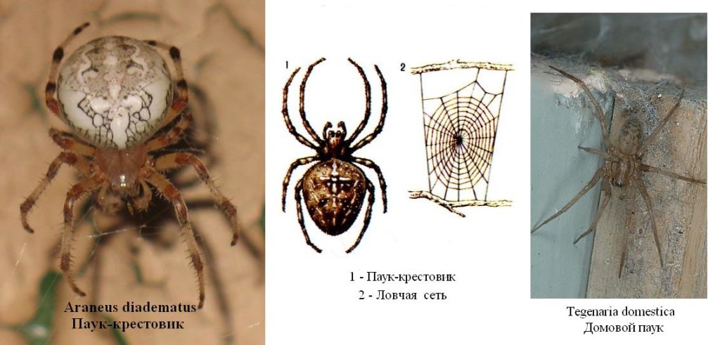 Продолжительность жизни паука, сколько лет живут домашние пауки и в природе?
