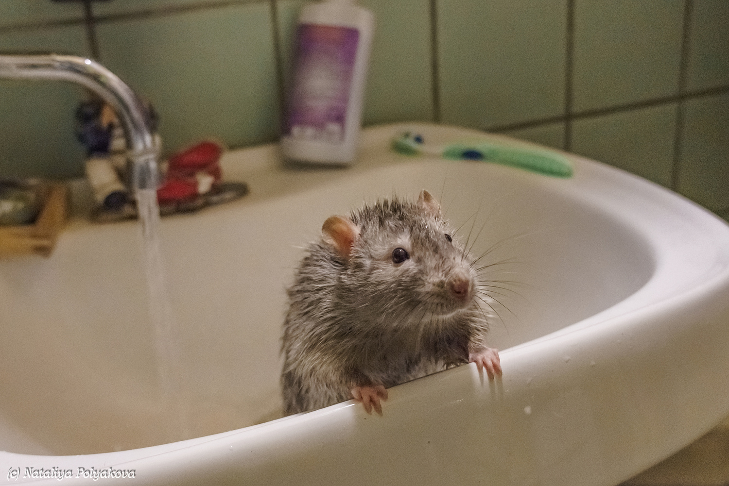 Можно ли мыть мышь. Крыса умывается. Мышь в ванной.