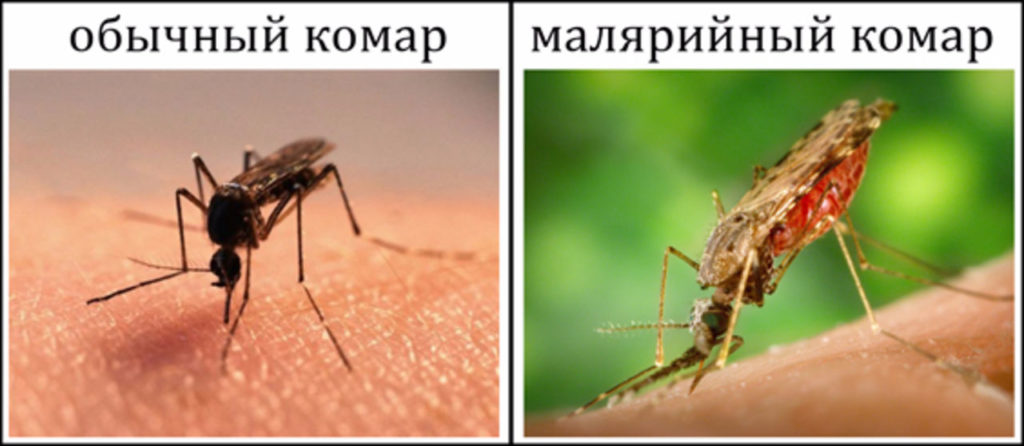 Комариный укус и гепатит с