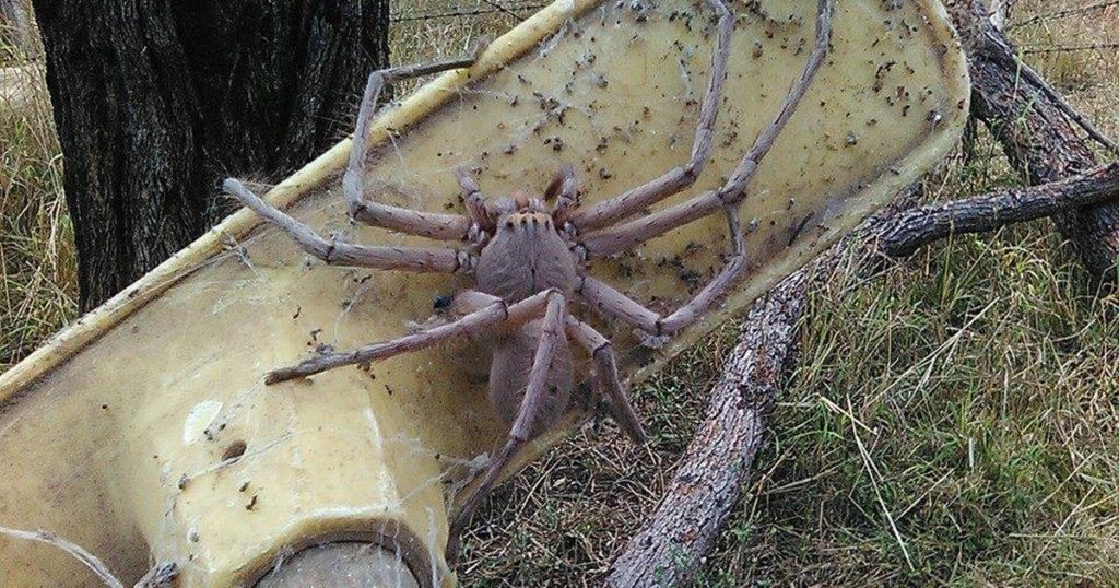 Где обитает гигантский крабовый паук, или паук егерь?