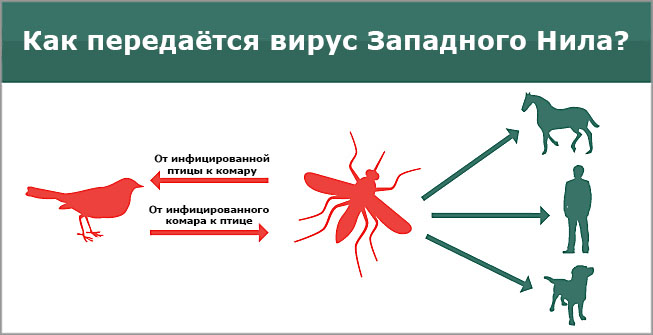 Комариный укус и гепатит с