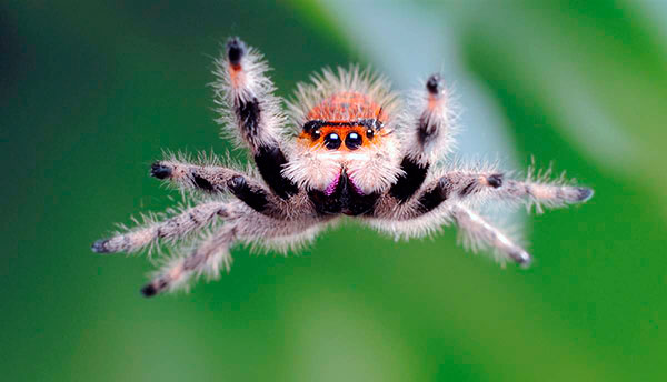 Как далеко прыгает паук скакун, почему он хорошо видит?