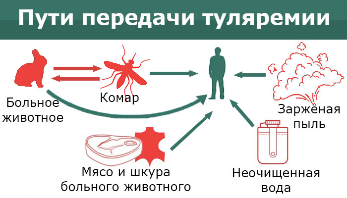Передача гепатита через укус комара