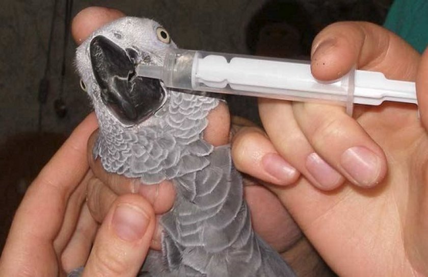 Чесоточный клещ у попугая, как лечить и опасен ли для человека?