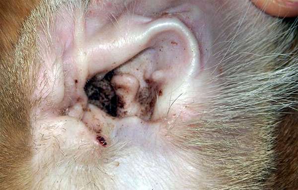 Ушной клещ у собак: симптомы и лечение, капли и другие средства
