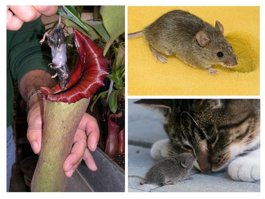 Польза в природе от мышей
