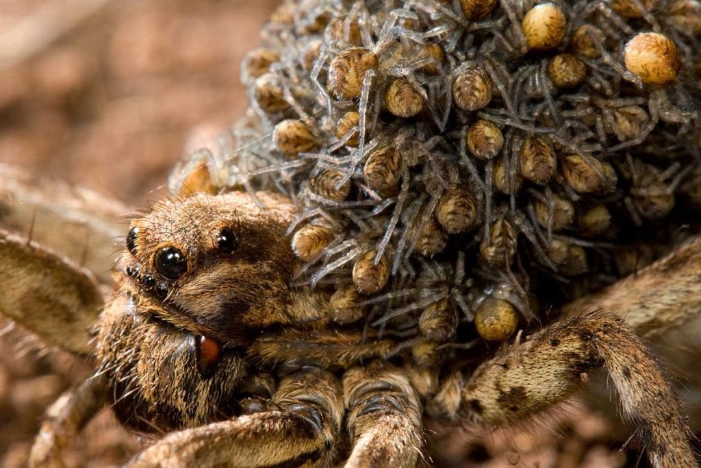 Как выглядит тарантул, есть ли они в России, насколько опасны?