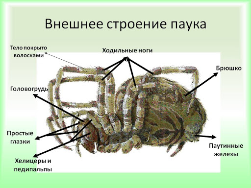 Анатомия паука, из чего состоит его скелет и какими особенностями обладают разные части тела?