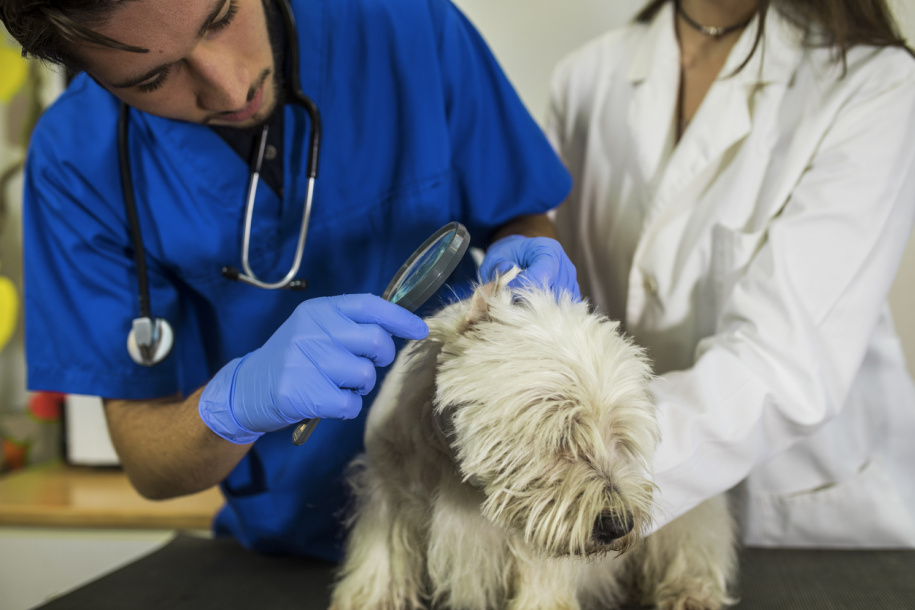 Ушной клещ у собак: симптомы и лечение, капли и другие средства