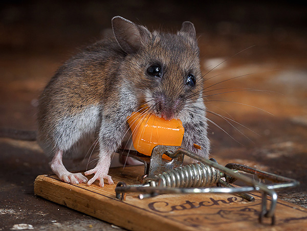 Чем кормить мышей