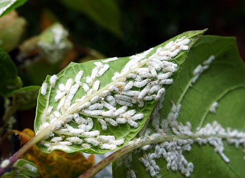 Мучнистый червец на винограде фото и борьба с ними