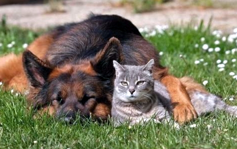 Эктопаразиты у собак и кошек: ветеринары рассказывают и советуют