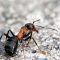 Где зимуют муравьи и как готовятся к зиме: экскурс в энтомологию