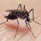 Комар — описание и строение. Как избавиться от комаров